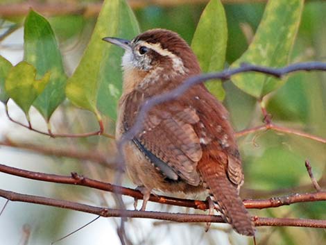 Carolina Wren (Thryothorus ludovicianus)