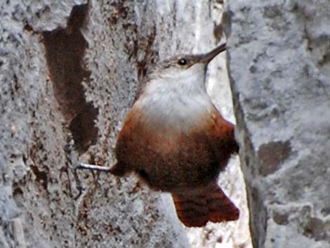 Canyon Wren (Catherpes mexicanus)