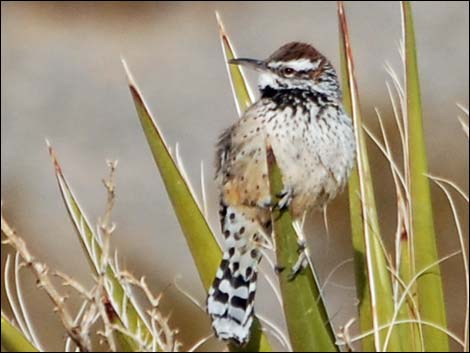 Cactus Wren (Campylorhynchus brunneicapillus)