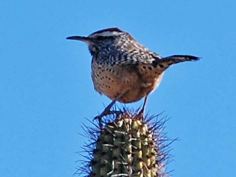 Cactus Wren (Campylorhynchus brunneicapillus)