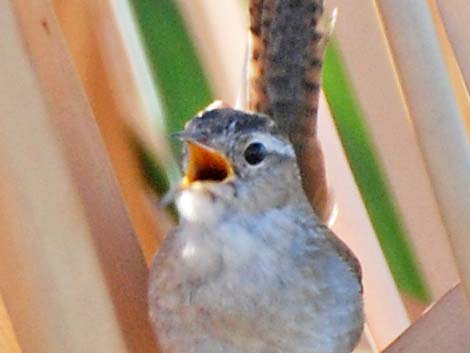 Marsh Wren (Cistothorus palustris)