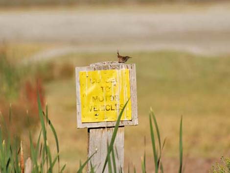 Marsh Wren (Cistothorus palustris)