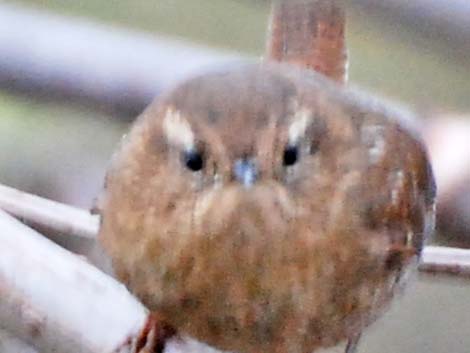 Winter Wren (Troglodytes troglodytes)