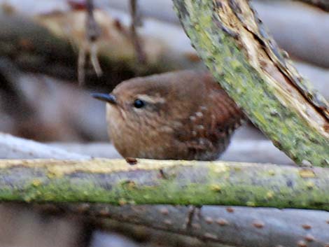 Winter Wren (Troglodytes troglodytes)