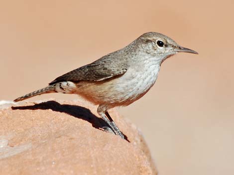 Rock Wren (Salpinctes obsoletus)