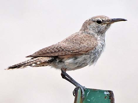 Rock Wren (Salpinctes obsoletus)