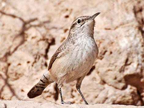 Rock Wren (Salpinctes obsoletus)