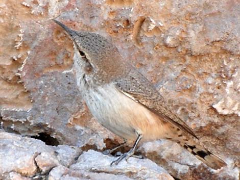 Rock Wren (Salpinctes obsoletus)