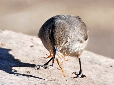 Rock Wren (Salpinctes obsoletus)