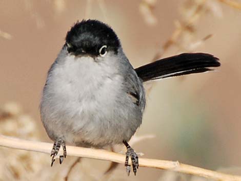 Black-tailed Gnatcatcher (Polioptila melanura)