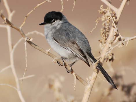 Black-tailed Gnatcatcher