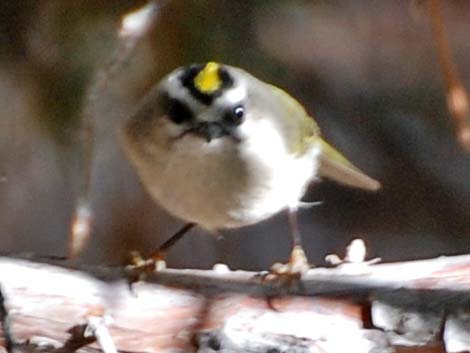 Golden-crowned Kinglet (Regulus satrapa)