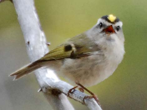 Golden-crowned Kinglet (Regulus satrapa)