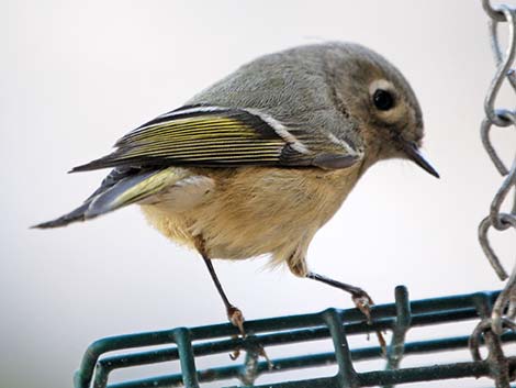 Ruby-crowned Kinglet (Regulus calendula)