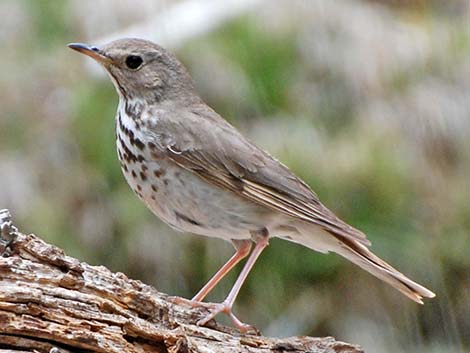 Hermit Thrush (Catharus guttatus)