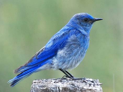 Mountain Bluebird (Sialia currucoides)