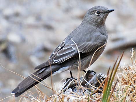 Townsend's Solitaire (Myadestes townsendi)