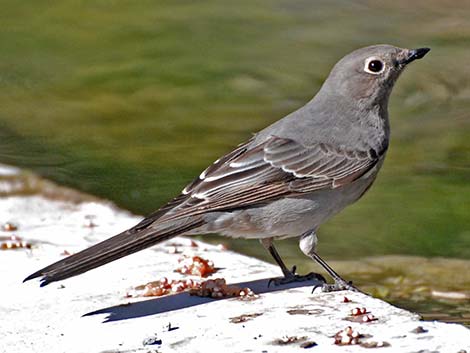 Townsend's Solitaire (Myadestes townsendi)