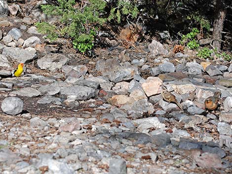 Varied Thrush (Ixoreus naevius)