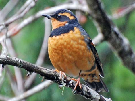 Varied Thrush (Ixoreus naevius)