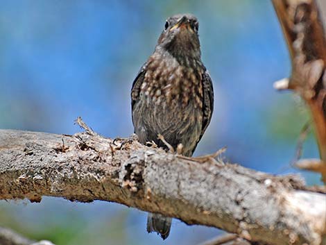 Western Bluebird (Sialia mexicana)