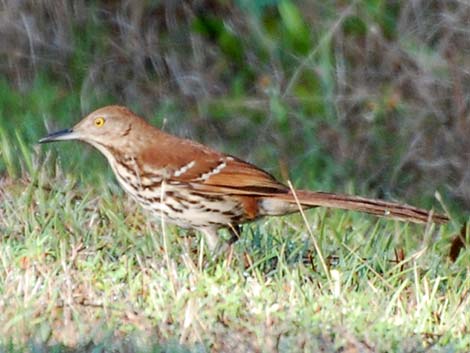 Brown Thrasher (Toxostoma rufum)