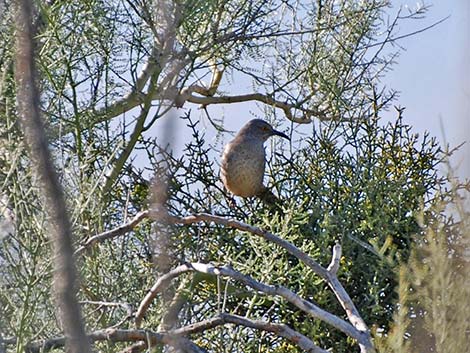 Curve-billed Thrasher (Toxostoma curvirostre)