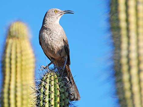 Curve-billed Thrasher (Toxostoma curvirostre)