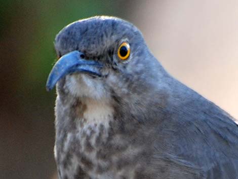 Curve-billed Thrasher (Toxostoma curvirostre)