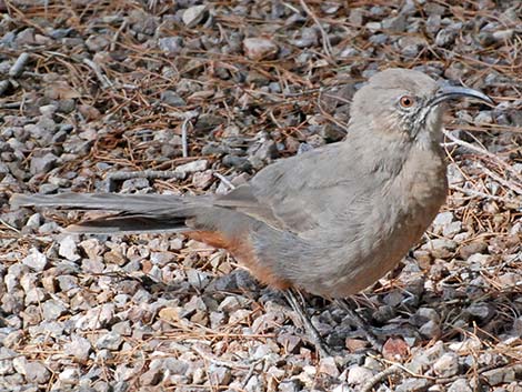 Crissal Thrasher (Toxostoma crissale)