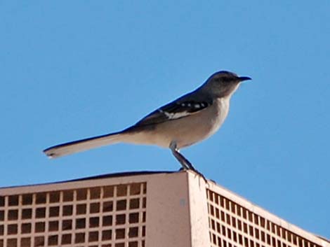 Northern Mockingbird (Mimus polyglottos)