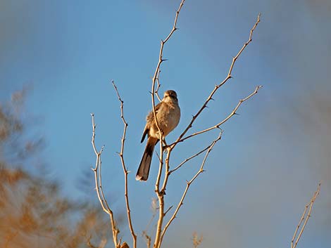 Northern Mockingbird (Mimus polyglottos)