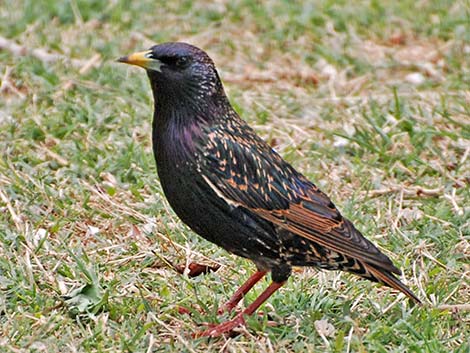 European Starling (Sturnus vulgaris)