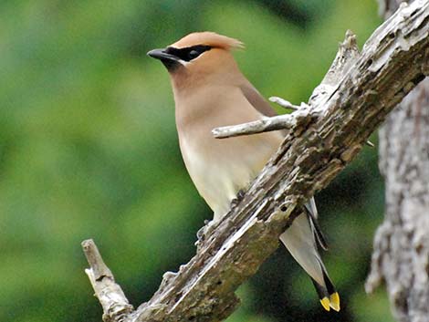 Cedar Waxwing (Bombycilla cedrorum)