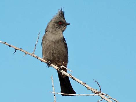 Phainopepla (Phainopepla nitens)