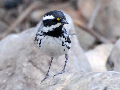 Black-throated Gray Warbler (Dendroica nigrescens)