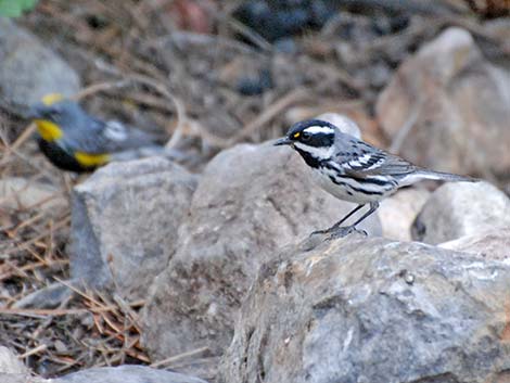 Black-throated Gray Warbler (Dendroica nigrescens)