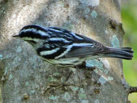 Black-and-White Warbler (Mniotilta varia)