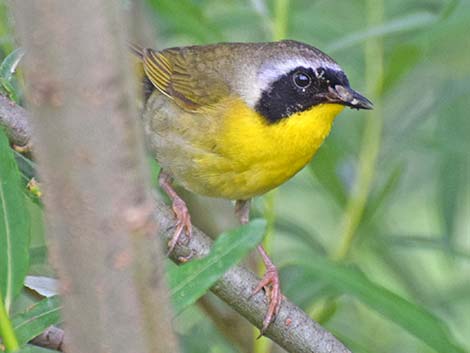 Common Yellowthroat (Geothlypis trichas)