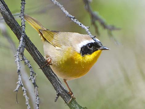 Common Yellowthroat (Geothlypis trichas)