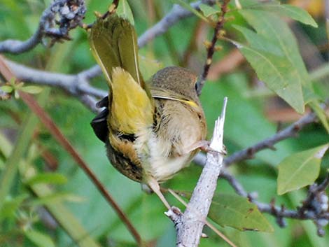 Common Yellowthroat (Geothlypis trichas)