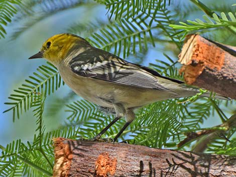 Hermit Warbler (Setophaga occidentalis)