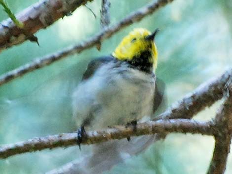 Hermit Warbler (Setophaga occidentalis)