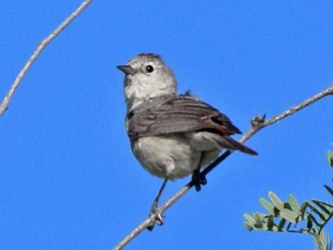 Lucy's Warbler (Oreothlypis luciae)