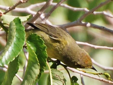 Orange-crowned Warbler (Vermivora celata)