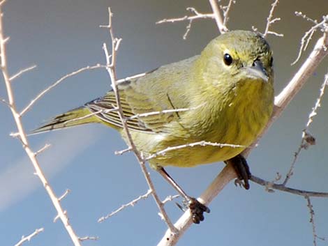 Orange-crowned Warbler (Vermivora celata)