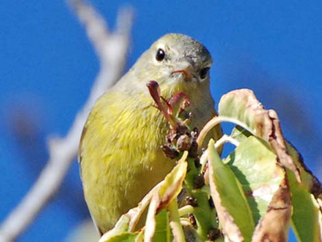 Orange-crowned Warbler (Oreothlypis celata)