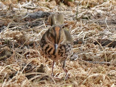 Ovenbird (Seiurus aurocapillus)