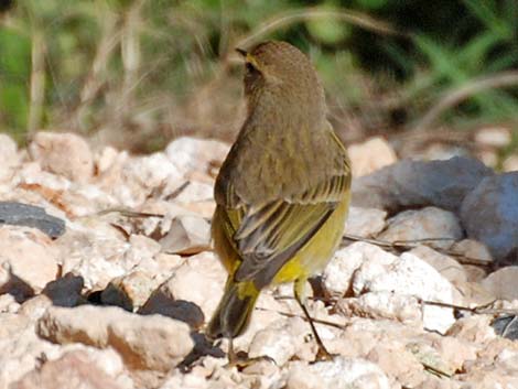 Palm Warbler (Setophaga palmarum)