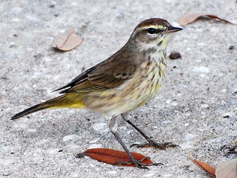 Palm Warbler (Setophaga palmarum)